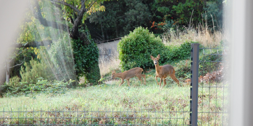 Chevreuils (Capreolus capreolus) derrière la fenêtre, au fond du jardin © Robert Tessonnier